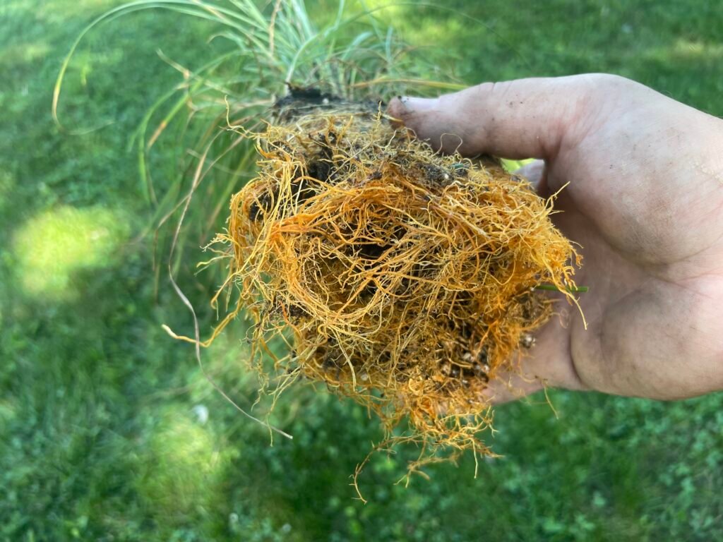 Second angle of native grass root system exposed.