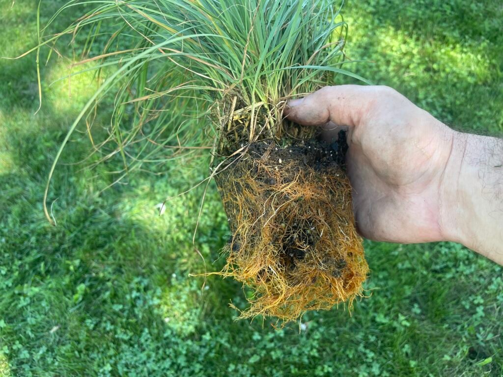 Native grass root system exposed.