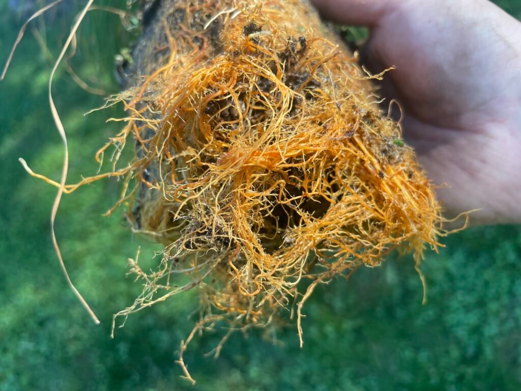 Third and last angle of native grass root system exposed.