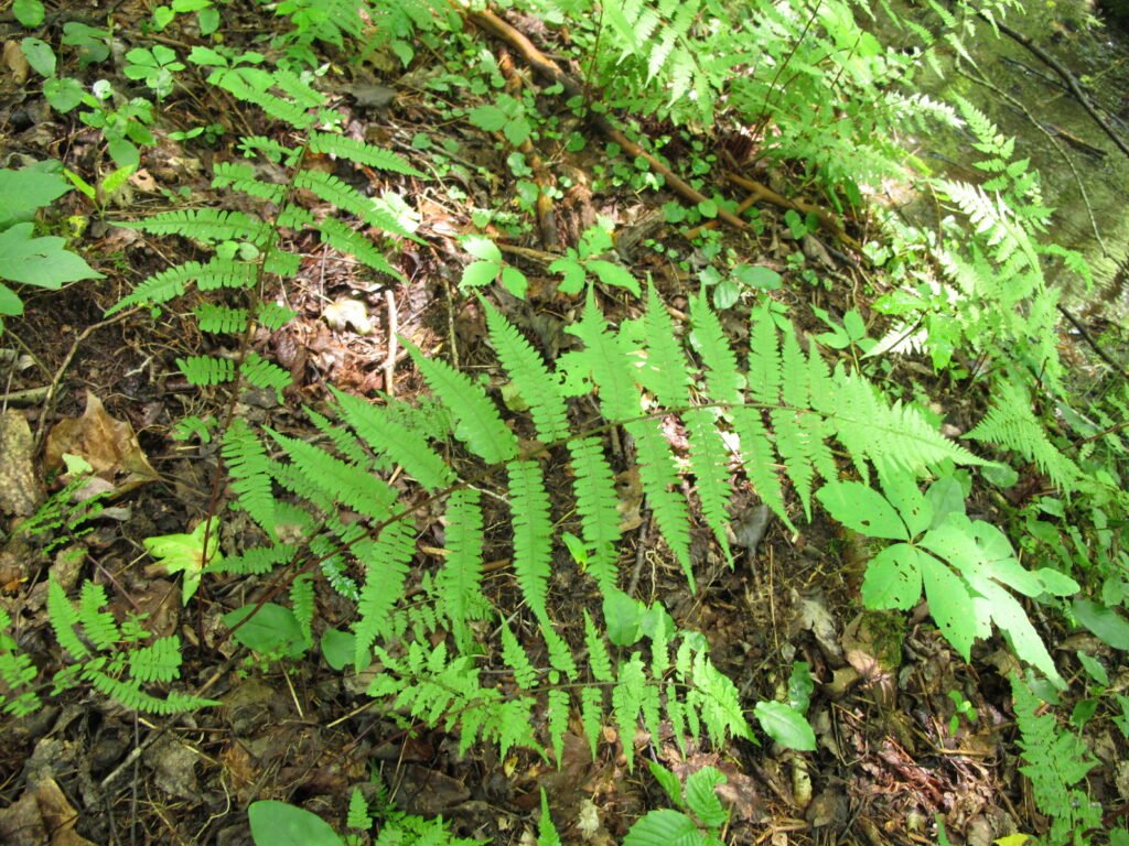 A green fern on the forest floor.