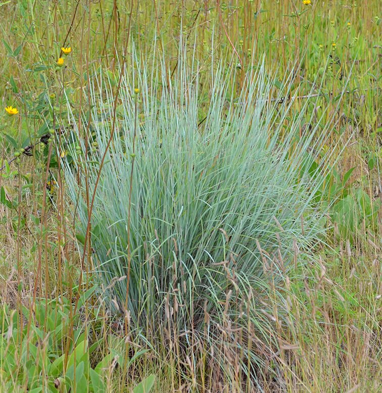 A blueish green grass.