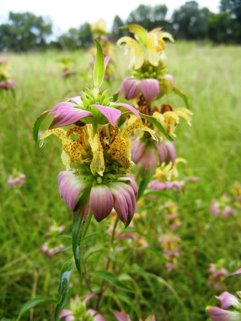 Close-up of Spotted Beebalm (Monarda punctata) with purple bracts and yellow spotted flowers in a grassy meadow.