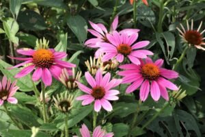 A mixture of pink and purple flowers.