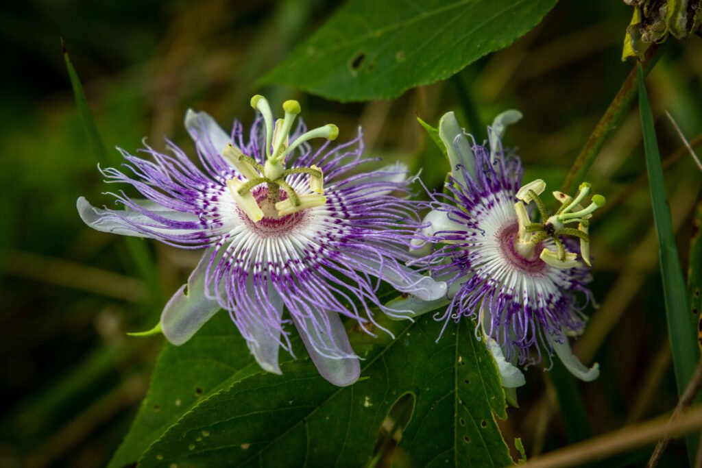 Purple passionflower, an oddly shaped almost alien purple flower.