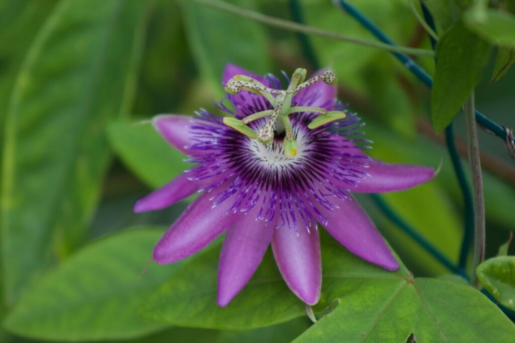 Purple Passionflower (Passiflora incarnata) in bloom, with intricate filaments and lobed green leaves in the background.