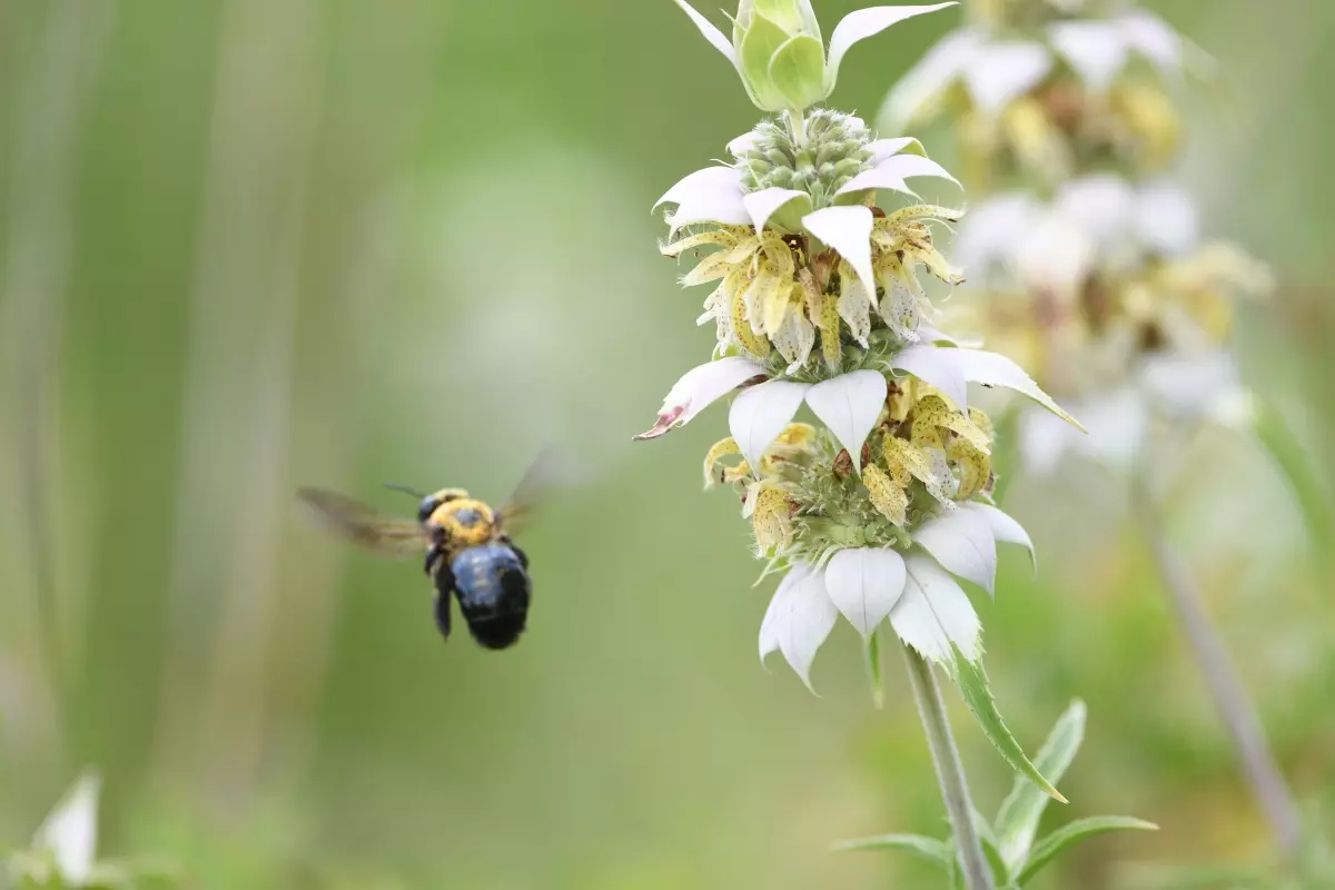 A bumble bee flying up to spotted bee balm.