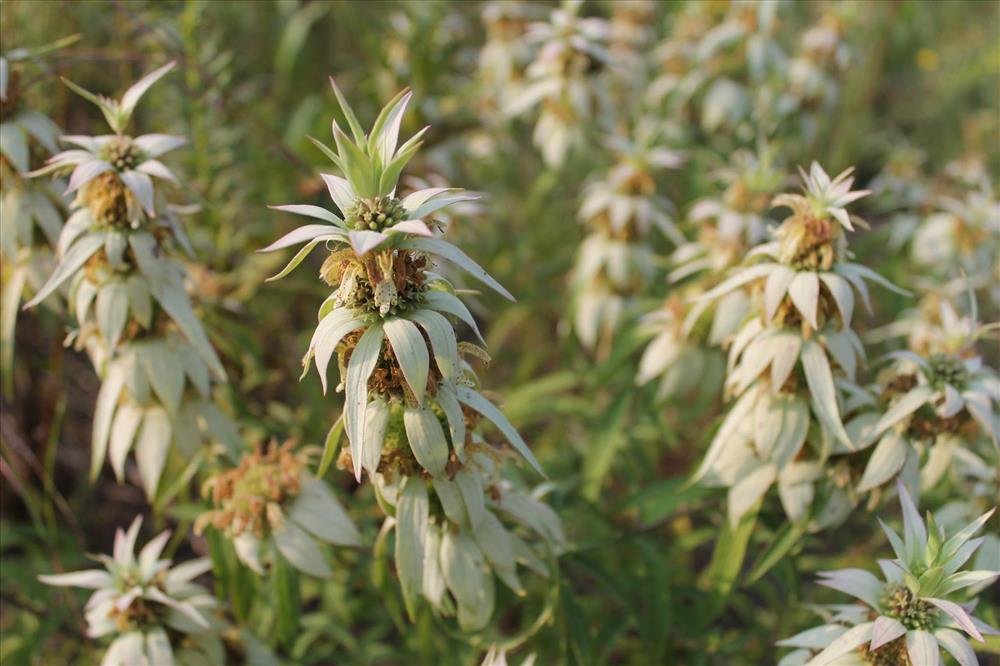 Spotted Beebalm (Monarda punctata) in bloom with pale bracts and clustered flowers in a native garden.