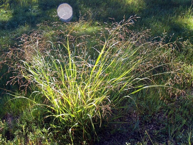 A light green grass with seed heads.