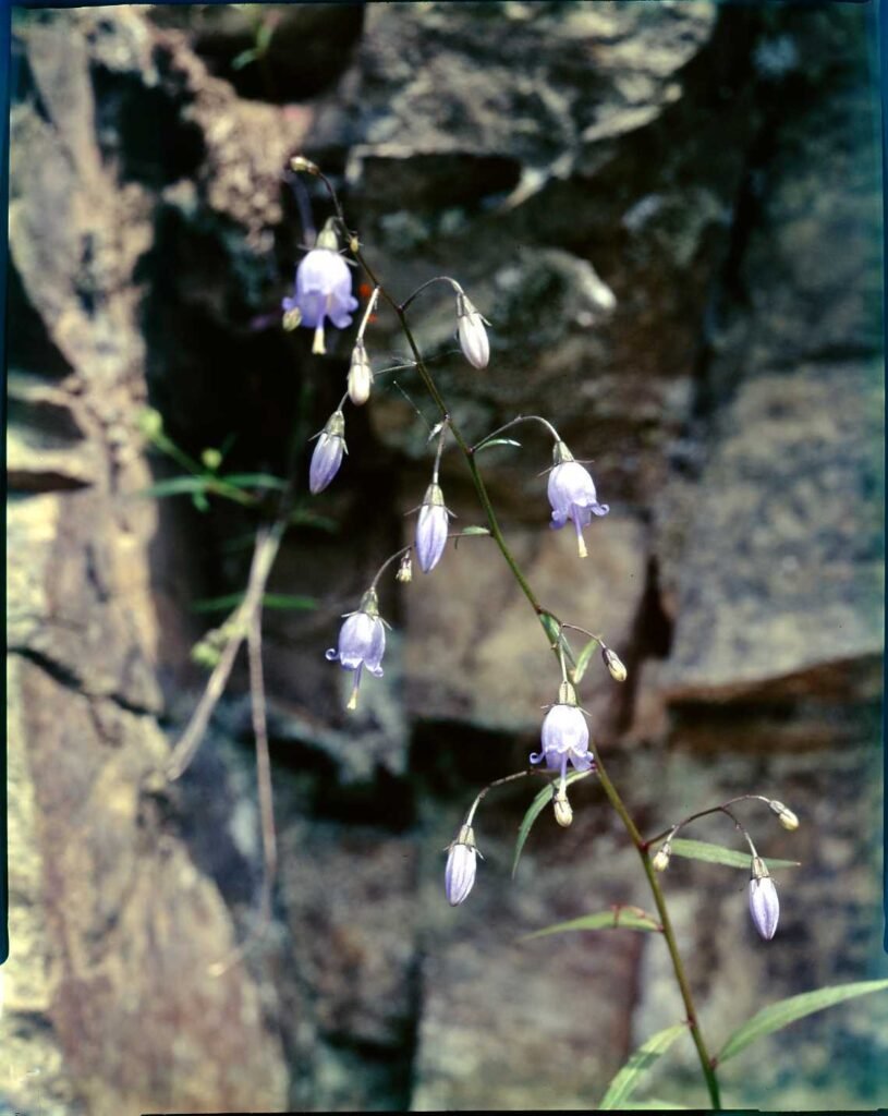 A group of tiny little bell shaped flowers.