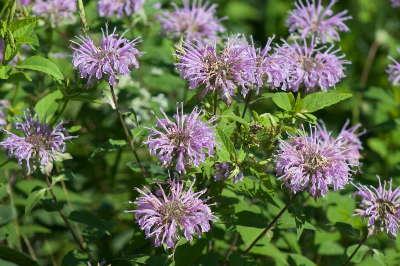 A bunch of wild bergamot purple flowers blooming.