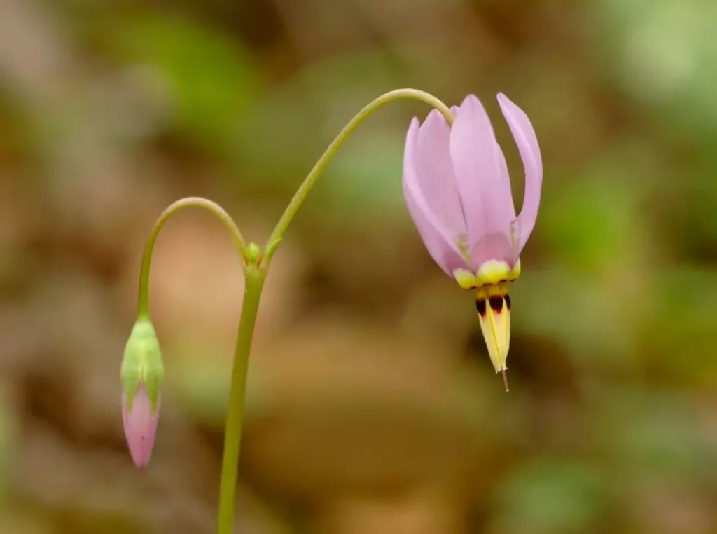 Dodecatheon meadia, a pink flower shaped like an upside down rocket.