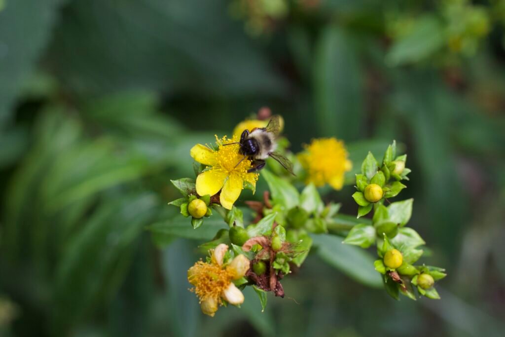 A bumble bee collecting nectar and pollen from a small yellow St. John's (Hypericum prolificum).