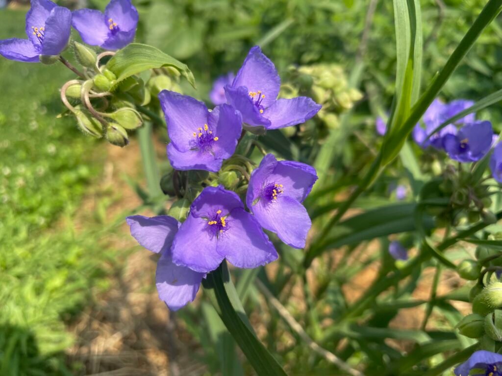 Slender stems and bright blue-purple flowers of Ohio Spiderwort, one of the unusual native plants of Midwest gardens.