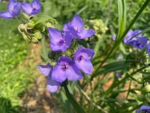 Tradescantia ohiensis, an unusual native plant, showcasing delicate blue blooms above grassy green foliage.
