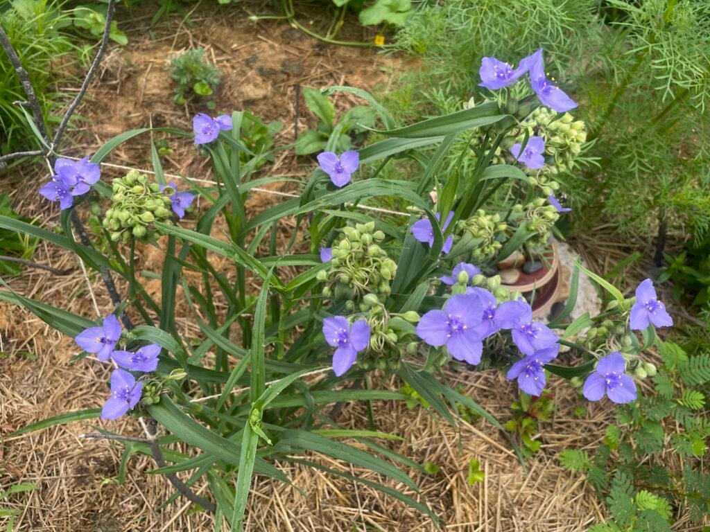 Tradescantia ohiensis, an unusual native plant, showcasing delicate blue blooms above grassy green foliage.