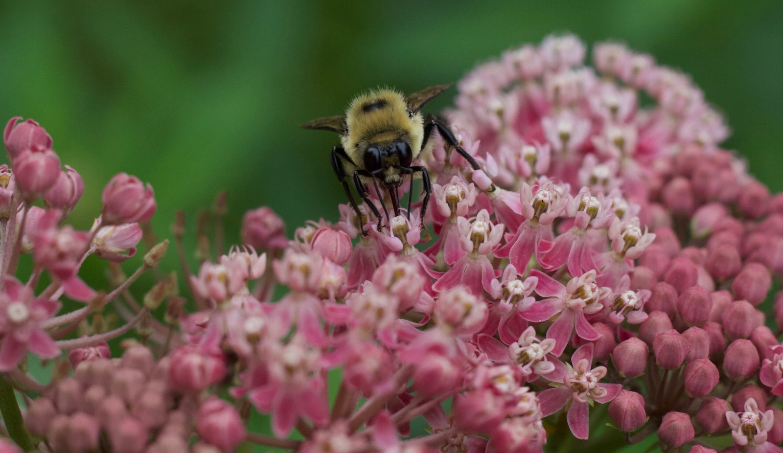 A bumble bee gathers nectar from the pink flower clusters of swamp milkweed (Asclepias incarnata).