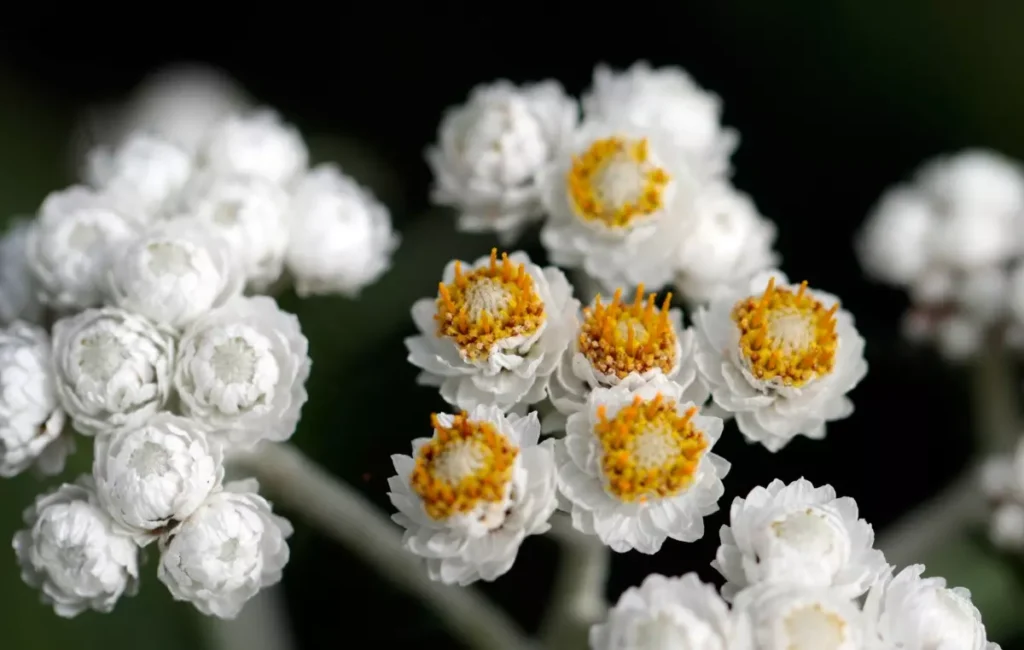 Pearly everlasting a white flower shaped like little pearls.