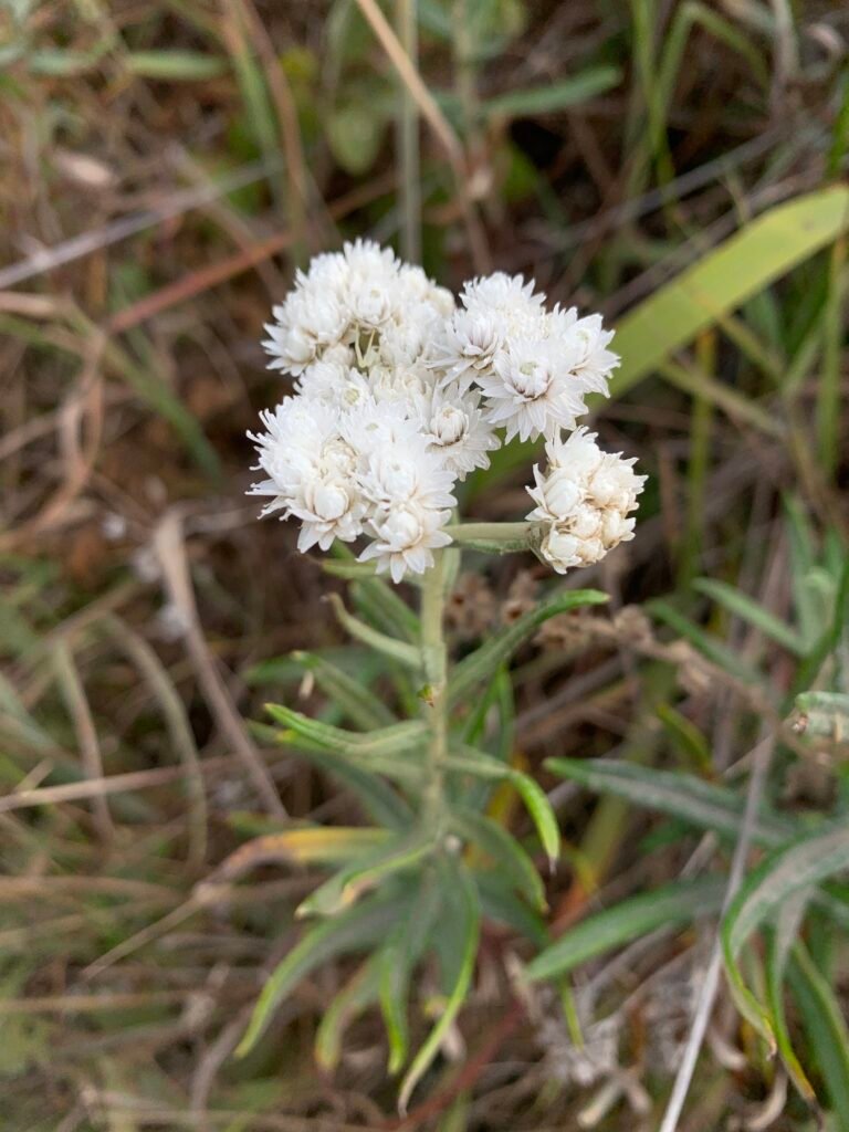 A cluster of pearly everlasting white, pearl shaped flowers.
