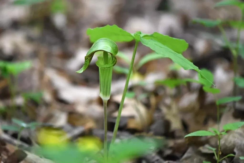 Jack in the pulpit a strange flower with a hood over the top.
