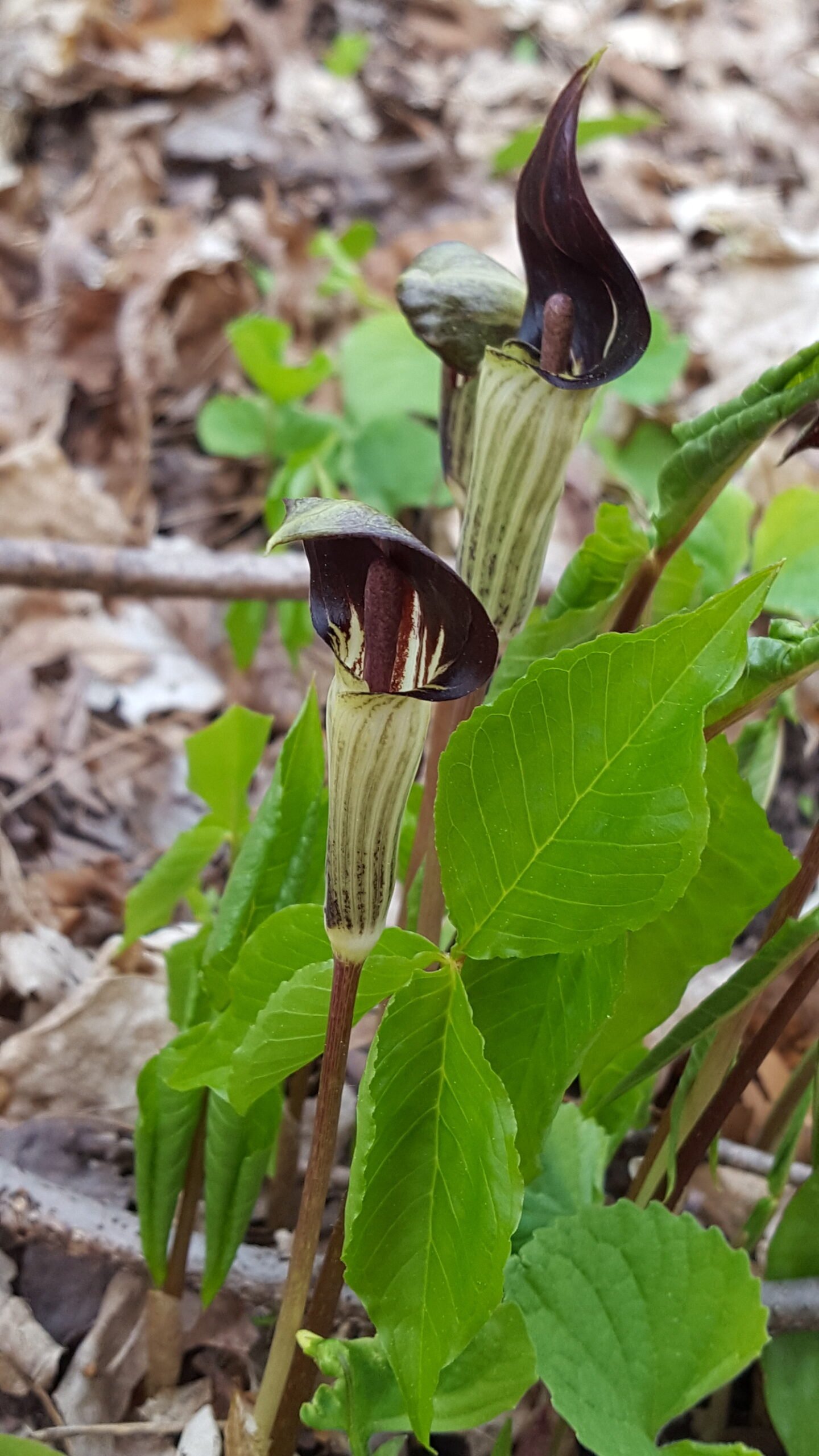 Arisaema triphyllum, a maroon and green oddly shaped flower.