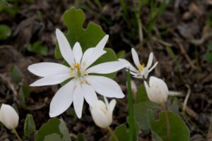 Unusual native plant Bloodroot (Sanguinaria canadensis) with delicate white flowers and yellow stamens in a shady forest understory.