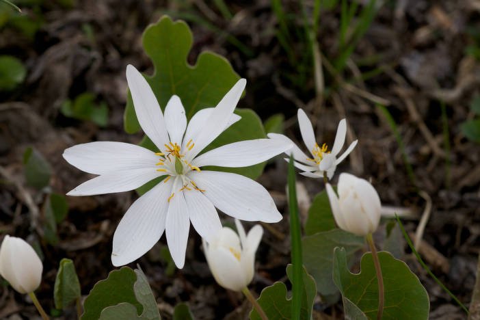 Unusual native plant Bloodroot (Sanguinaria canadensis) with delicate white flowers and yellow stamens in a shady forest understory.