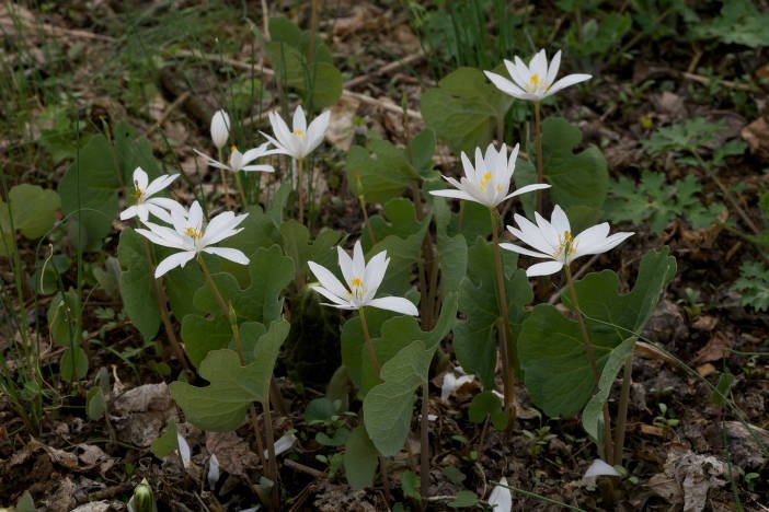 Bloodroot (Sanguinaria canadensis) with white petals and golden center blooming in early spring woodland.