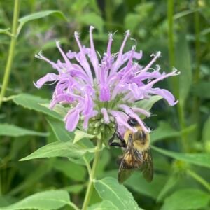 A bumblebee clings to a pale purple wild bergamot flower, gathering nectar among its tubular petals.