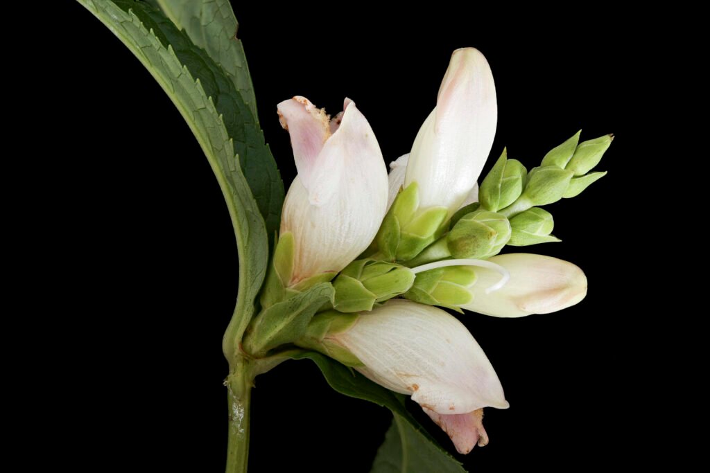 Close-up of White Turtlehead (Chelone glabra) flowers with pale white-pink blooms and green bracts against a black background