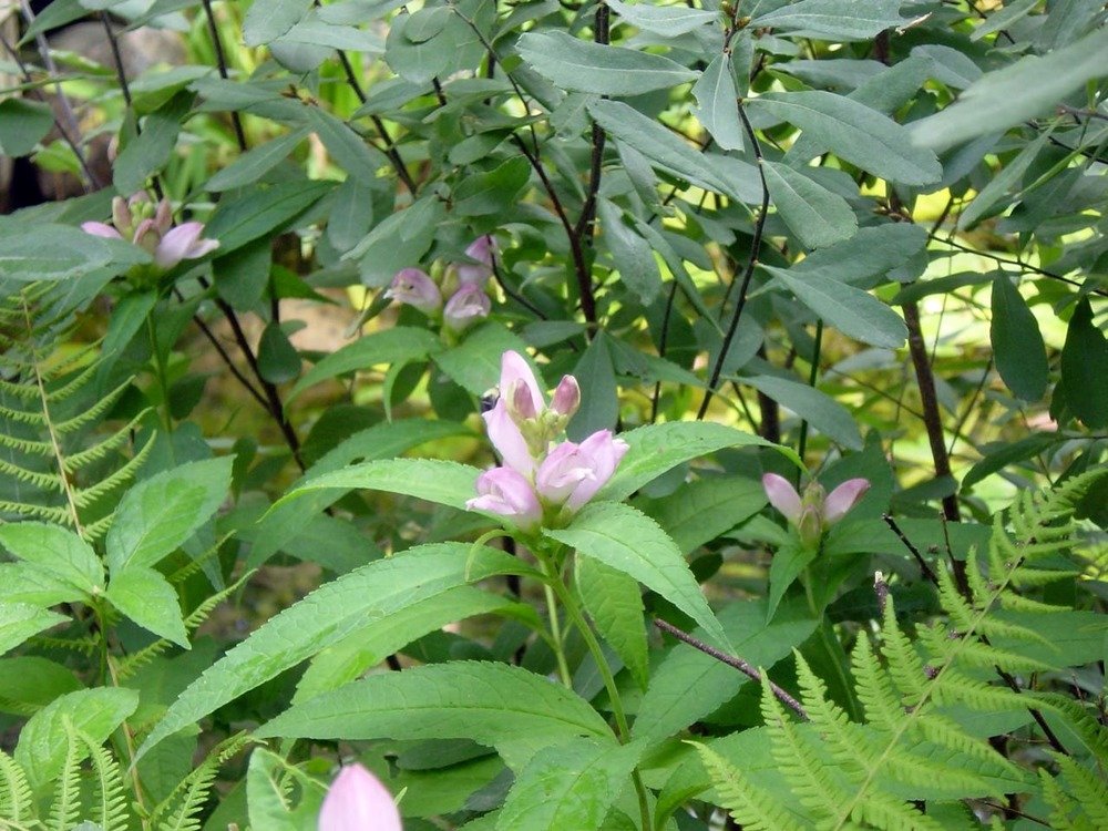 White Turtlehead (Chelone glabra) plant with light pink flower clusters and green lance-shaped leaves growing among ferns and other native plants.