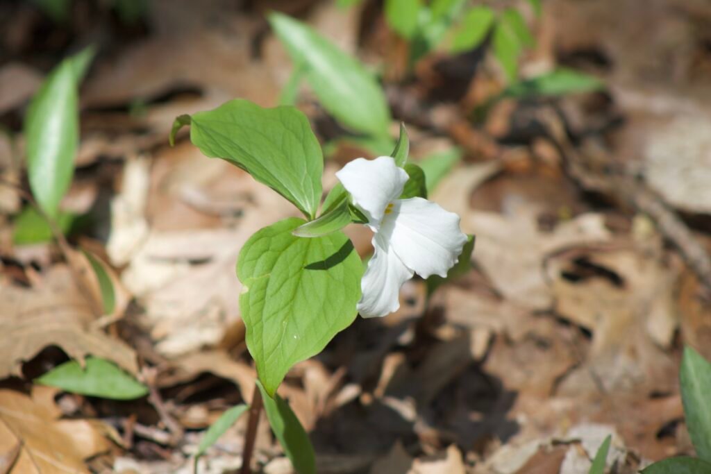 Unusual native plant Trillium grandiflorum, or Large-flowered Trillium, displaying white three-petaled blooms in a shady forest understory.