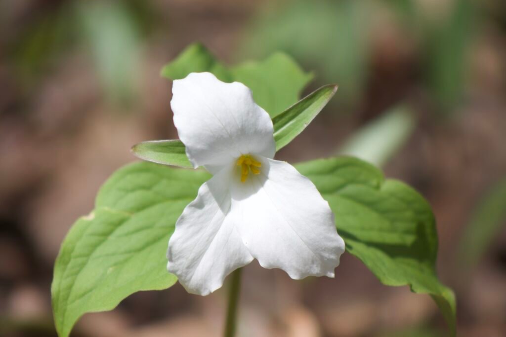 Large-flowered Trillium (Trillium grandiflorum) with showy white petals and green leaves in a spring woodland.