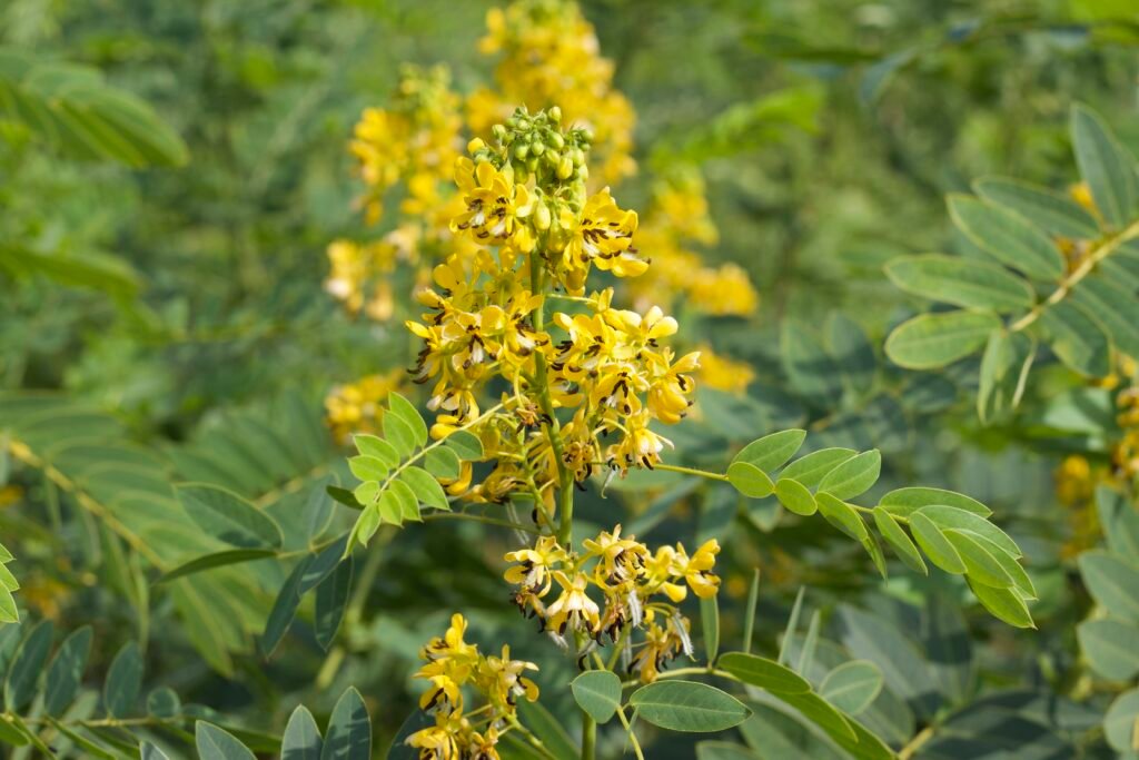 Wild senna (Senna hebecarpa) plant with bright yellow flower clusters and green oblong-elliptic shaped leaves. 