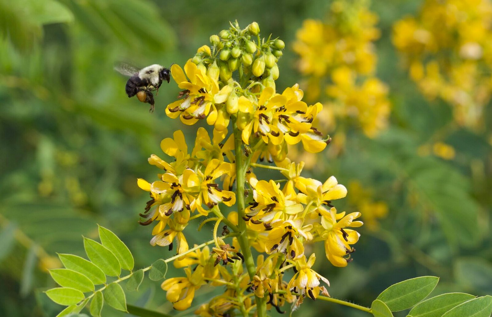 A bumble bee flying up to a wild senna plant with bright yellow flower clusters and green oblong-elliptic shaped leaves.