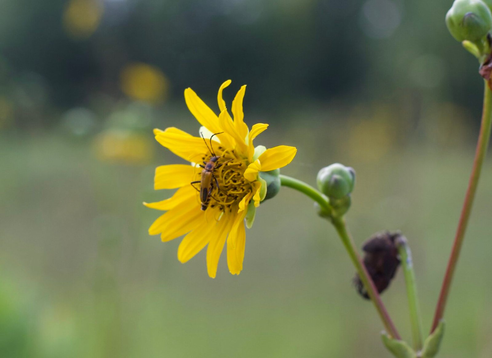 Close-up of a single Silphium terebinthinaceum flower head showing bright yellow, sunflower-like petals and central disk, native prairie plant
