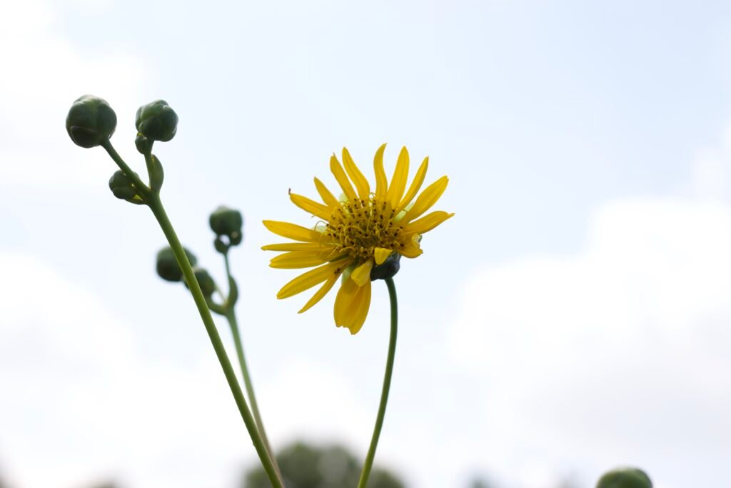 Tall stems and striking yellow flowers of Silphium terebinthinaceum, one of the unusual native plants of Midwest prairies.