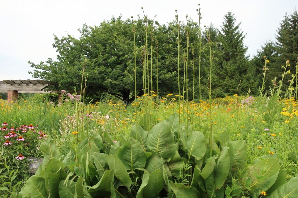 Silphium terebinthinaceum, an unusual native plant, showing bright yellow blooms above large, coarse foliage.