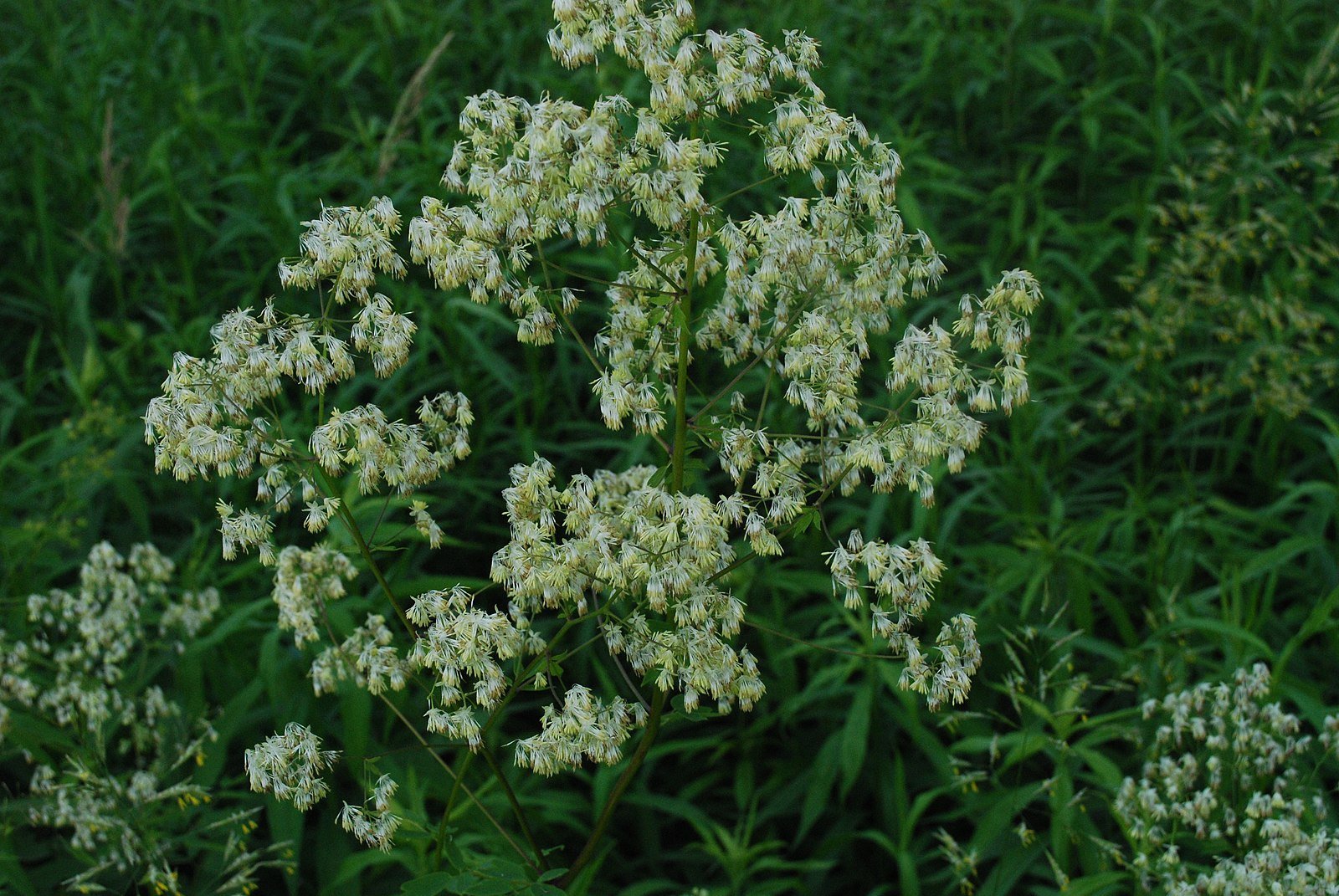 Native Purple Meadow Rue in bloom, showing wispy purple flowers and textured, feathery foliage.