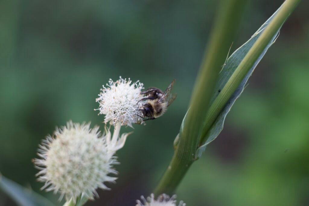 Bumble bee foraging on the round white flower head of rattlesnake master (Eryngium yuccifolium) in a native garden.