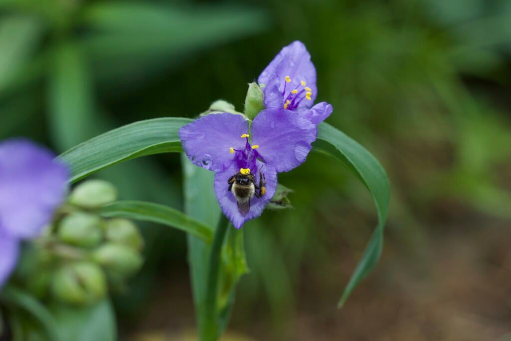 A bumble bee collecting pollen from a bright purple spiderwort flower (Tradescantia ohiensis) in full bloom.