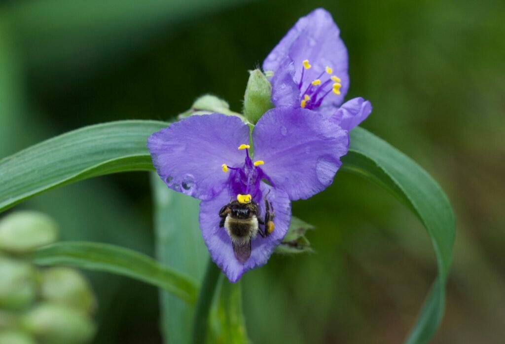 A bumble bee collecting pollen from a bright purple spiderwort flower (Tradescantia ohiensis) in full bloom.