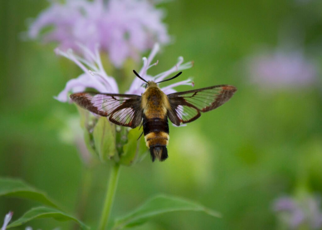 Species of hawk moths, feeding on nectar of a Wild Bergamot flower.