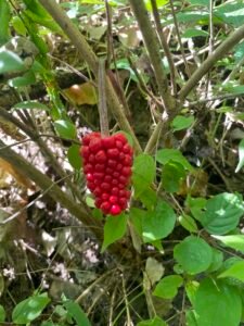 The red fruit of Jack in the Pulpit plant.