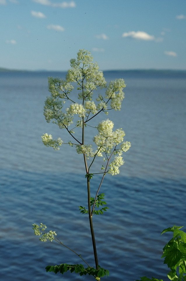Thalictrum dasycarpum displaying delicate clusters of lavender flowers above lacy green leaves.