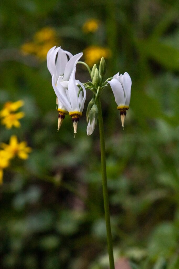 The Shooting star flower that literally looks like a shooting star.