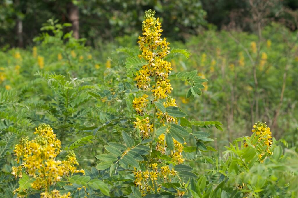 Wild senna (Senna hebecarpa) plant with bright yellow flower clusters and green oblong-elliptic shaped leaves.