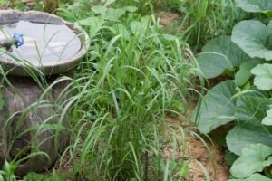 Switchgrass adding texture to a native prairie garden.