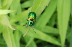 The shiny metallic green, Dogbane beetle sitting on a green leaf.
