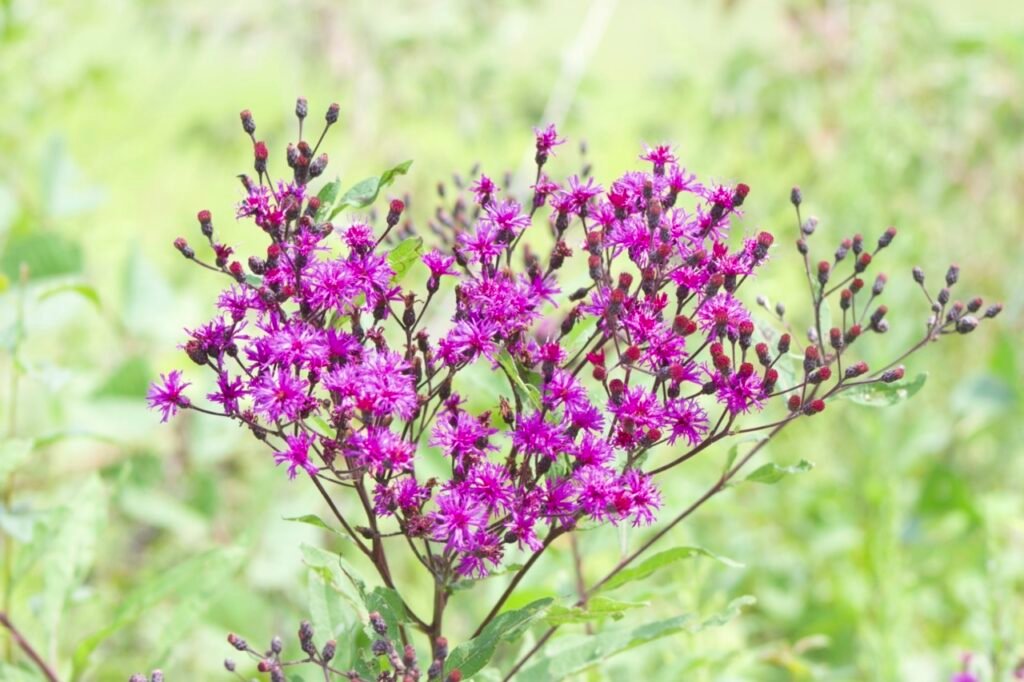 Bright purple clusters of giant ironweed (Vernonia gigantea) flowers blooming on tall stems against a soft green background.