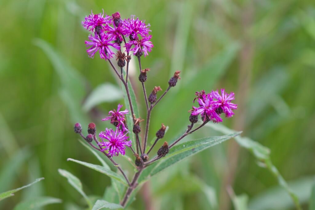 Close-up of giant ironweed (Vernonia gigantea) with clusters of bright purple flowers and reddish stems set against a green blurred background.